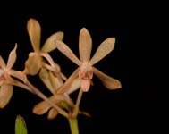 Hylra Unnamed